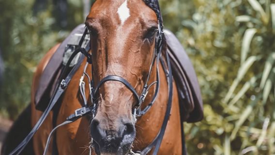 Энсенада: верховая езда на пляже Плайя-Эрмоса