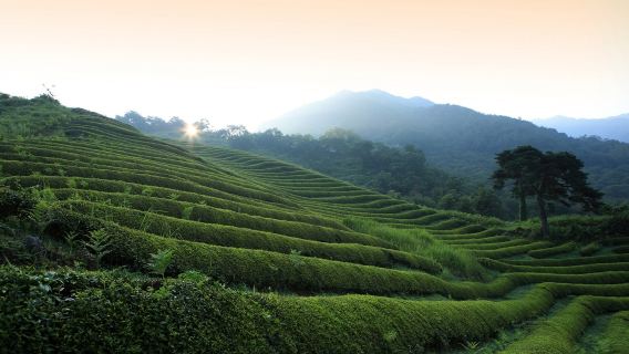 Lawatan Sehari Pemulihan Teh Hadong di Gyeongsangnam-do