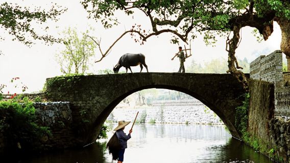 【婺源出發】靈岩洞+思溪延村+彩虹橋+嚴田古樟北線一日遊