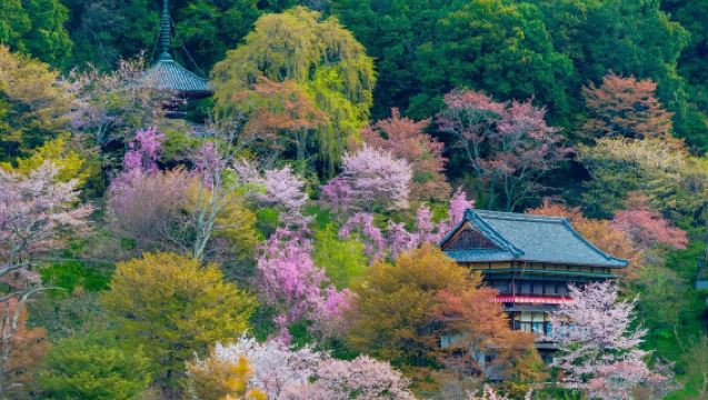 [Pertemuan Sekali Seumur Hidup] Lawatan Sehari ke Gunung Yoshino dengan Pemandangan 1000 Pokok Sakura + Pokok Sakura Yohei Berusia 300 Tahun
