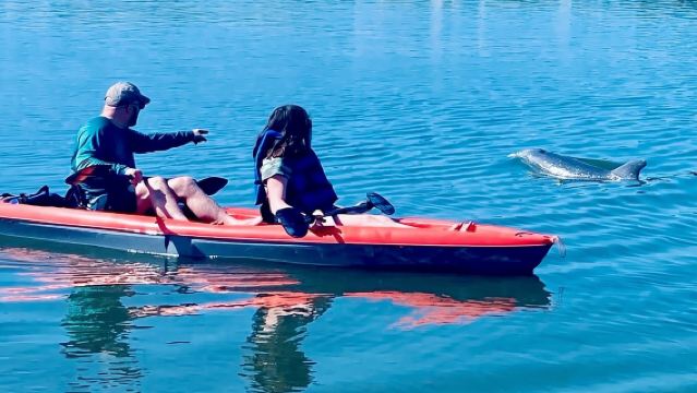 デイトナ・ビーチのドルフィン＆マナティーカヤックツアー