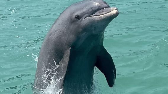 Avistamiento de delfines y recogida de conchas en el crucero ecológico a la isla Keewaydin
