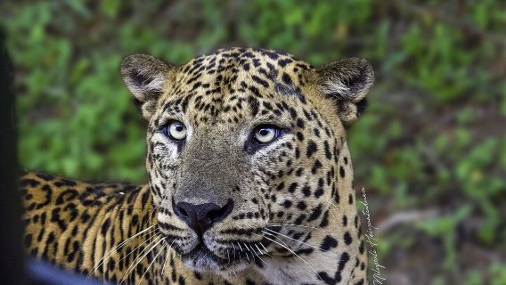 Sri LankaTravel Photography