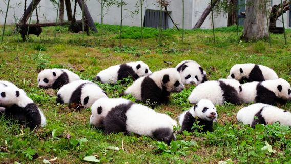 Chengdu TOP Destination : Panda Base + Sanxingdui Museum 1-Day Tour (Solo-Friendly)