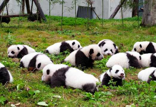 Chengdu TOP Destination : Panda Base + Sanxingdui Museum 1-Day Tour (Solo-Friendly)