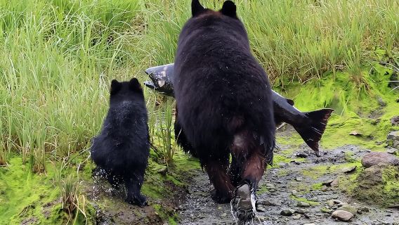 Private Custom Excursion in Ketchikan for up to 14 people