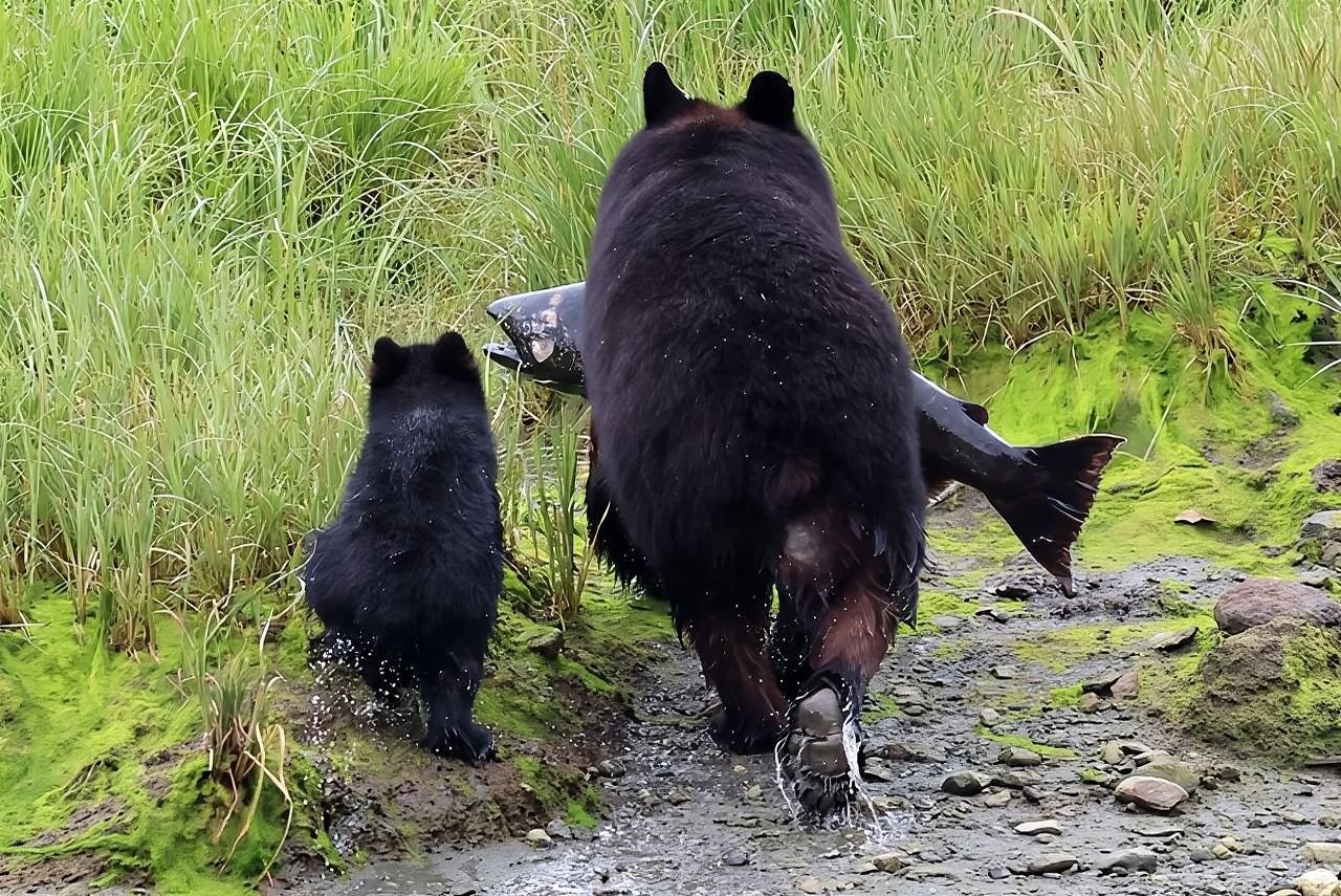 Private Custom Excursion in Ketchikan for up to 14 people