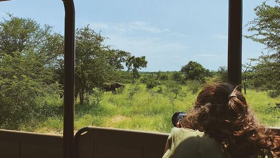 Safari d'une journée au parc Kruger au départ de Maputo (véhicule safari ouvert)