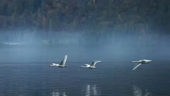 tour di un giorno a Zurigo + Lago dei Quattro Cantoni + Zugo [modifica dell'itinerario]|Castello di Zugo