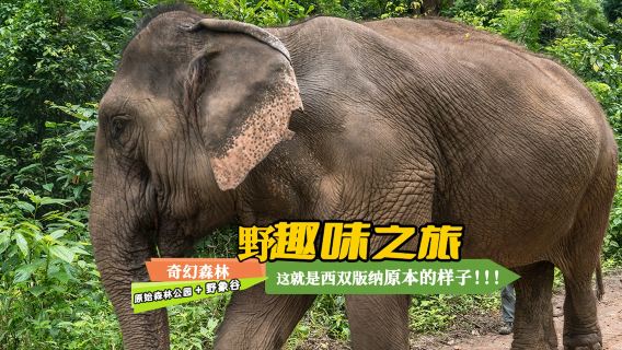 西雙版納原始森林公園+野象谷一日遊【0購物/進店必賠】