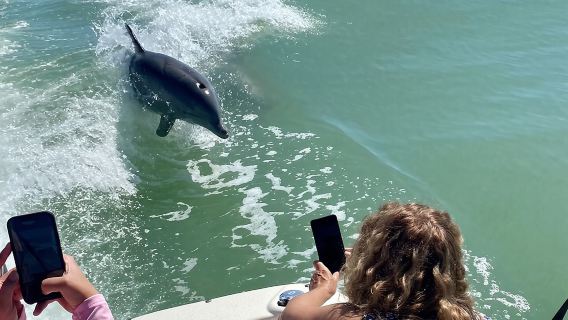 Escursione privata per la raccolta di conchiglie e l'avvistamento dei delfini