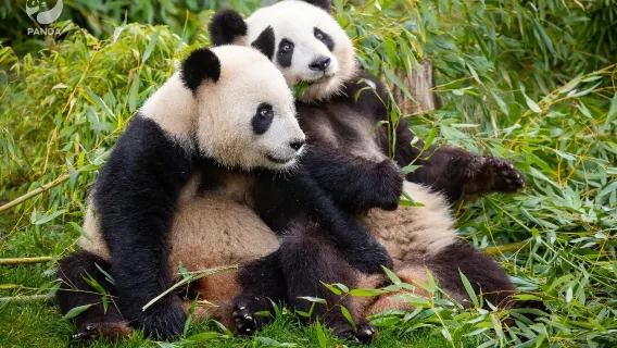 Chengdu Dujiangyan Giant Panda Garden + Sanxingdui Museum (Cute Pet Interaction|Cultural Exploration)