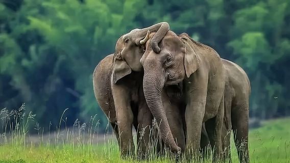 Minneriya National Park Elephant Safari – from Sigiriya