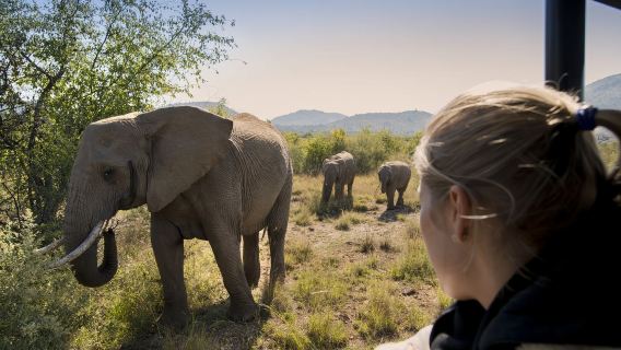1-day Safari Tour to Pilanesberg Park from Johannesburg with Lunch + Admission Ticket