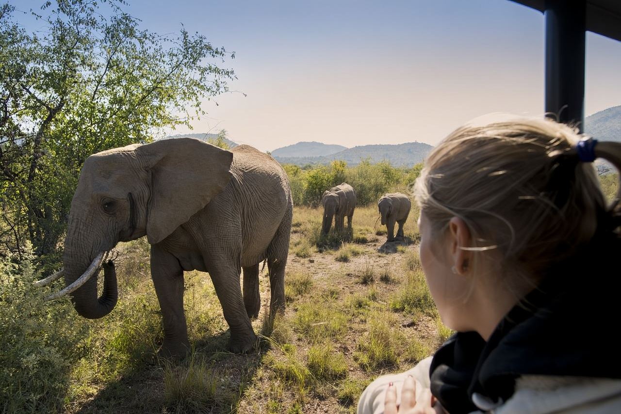 1-day Safari Tour to Pilanesberg Park from Johannesburg with Lunch + Transfer