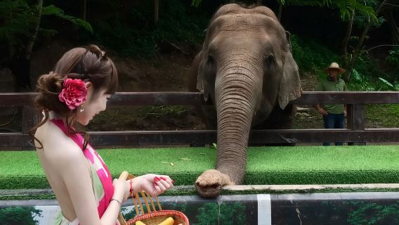 雲南西雙版納野象谷一日遊【酒店接送+大象互動+親子適遊】