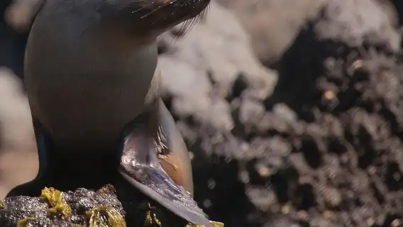 Christchurch, New Zealand one-day tour[Penguin Tour from Akaroa 44547]