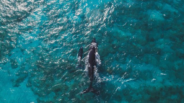 Snorkel en lancha motora y tour por la playa en Culebra, todo incluido