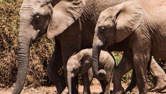 Discover the Elephant Jungle Sanctuary - Half-Day Tour