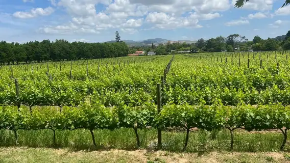 ประสบการณ์ชิมไวน์ในสเตลเลนบอช ฟรานช์ฮก และพาร์ล