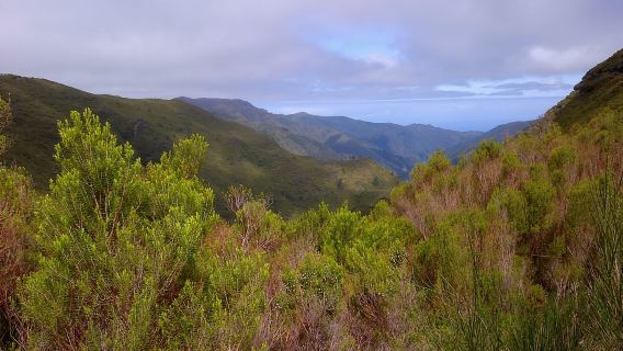 Madeira: Paseo guiado de 3 horas por los valles de Rabaçal