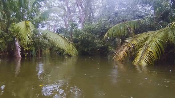 Aventura en kayak: una escapada de 2 horas a la vida silvestre