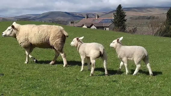 Moors, Whitby & The Yorkshire Steam Railway Day Trip from York