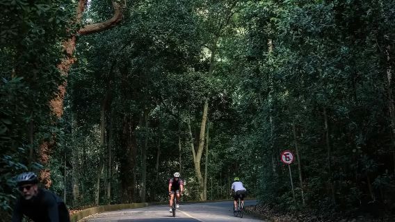 Rio de Janeiro Tijuca Forest and Botanical Garden (Half-Day Afternoon Tour)