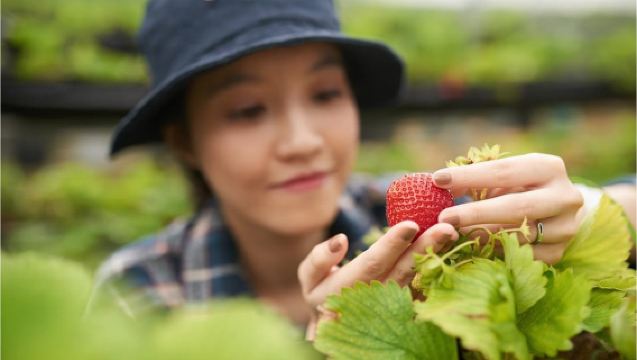 Seoul: Herb Island, Sanjung Lake, Strawberry, Waterfall Tour