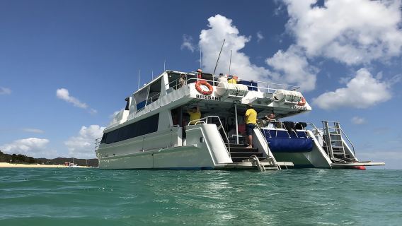 Bootsfahrt zur Delfininsel Moreton Island (inklusive Tauchen und Mittagessen)