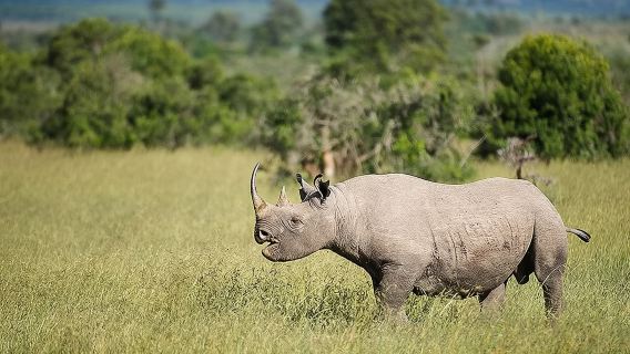 Chuyến tham quan trong ngày đến Khu bảo tồn Ol Pejeta