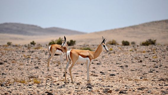 Ландшафтный тур по пустыне Намиб