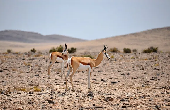 納米比沙漠景觀之旅