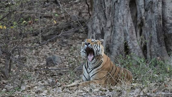Lawatan Sehari Penuh Peribadi ke Ranthambore