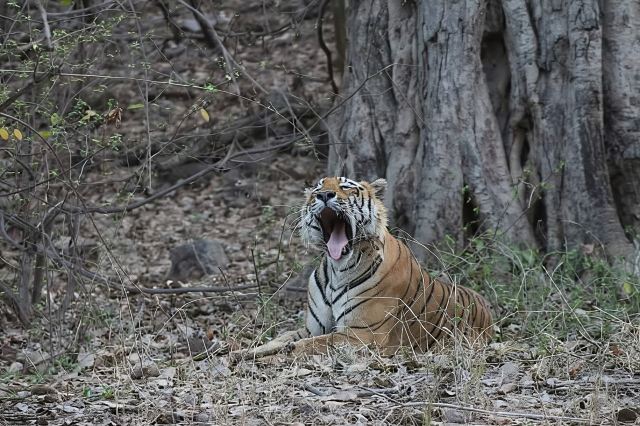 Private Full Day Trip to Ranthambore