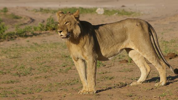 Chobe National Park Full Day Safari + boat cruise(Botswana)