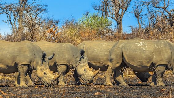 Hluhluwe-Imfolozi Park Tour from Durban