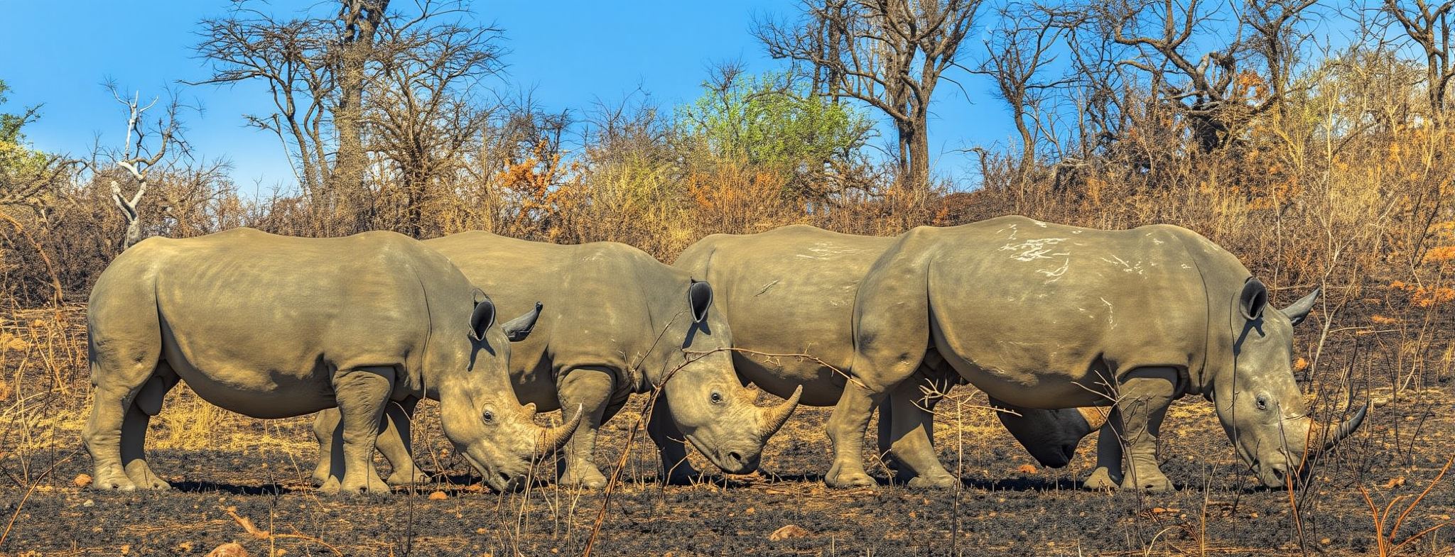 Hluhluwe-Imfolozi Park Tour from Durban