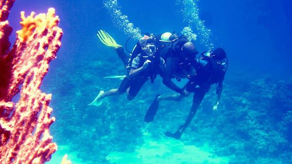 Diving experiences and packages from Dahab