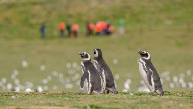 Punta Arenas + Magdalena Island one-day tour