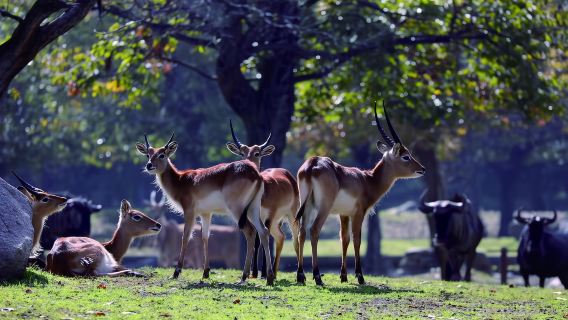 西安秦嶺野生動物園一日遊/多組合選擇/飯店接送2-8人精品團