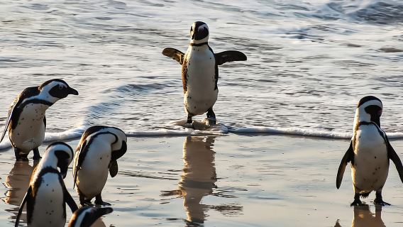 From Cape Town: Half Day Cape Point & Penguins Tour
