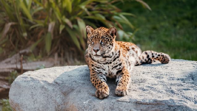 บัวโนสไอเรส: ไบโอปาร์กเตมาiken พร้อมบริการรถรับส่ง