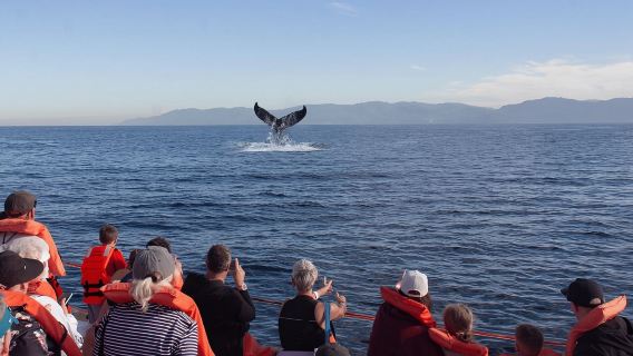 Da Puerto Vallarta/Nuevo Vallarta: crociera per l'avvistamento delle balene
