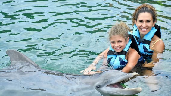 Puerto Aventuras: nuoto con i delfini, leoni marini, lamantini e pranzo