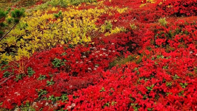 日本旭川市科學館+上川神社【中文司機/可訂多日】