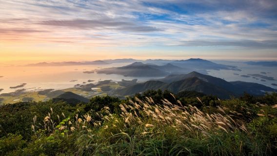 In the Scent of Tea: Hadong 3-Day Nature & Healing Tour