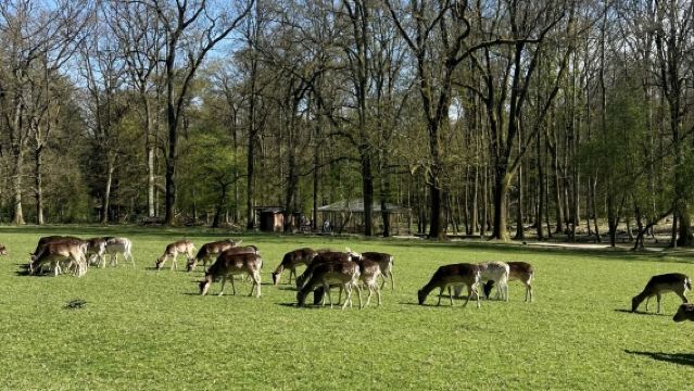 Lawatan Muzium Kereta Duesseldorf Jerman + Promenade Sungai Rhine + Taman Semula Jadi + Boulevard Königsallee