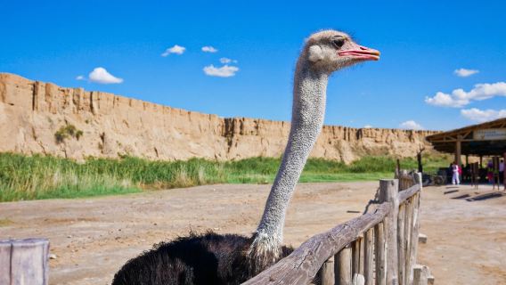 寧夏銀川純玩1日遊(水洞溝旅遊區+藏兵洞+西夏陵)