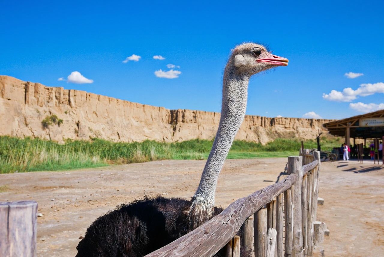 寧夏銀川純玩1日遊(水洞溝旅遊區+藏兵洞+西夏陵)